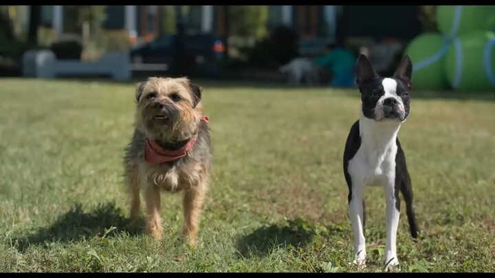 Strays 2023 Watch Full Movie : Link In Description