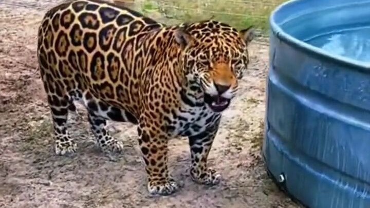 Jaguars are notoriously gluttonous, often sweetly begging their keepers for food—so much so that the