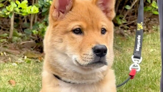 中国大黄第一次登上世界舞台，取得冠军！