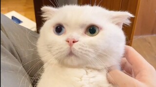 ในที่สุดแมวของฉันก็มีห้องแมวเป็นของตัวเองแล้ว ชีวิตแมวไม่มีอะไรต้องเสียใจอีกต่อไป!