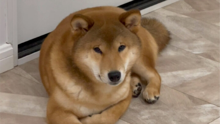 ابن أمي الكبير (بالتأكيد ليس كلبًا)