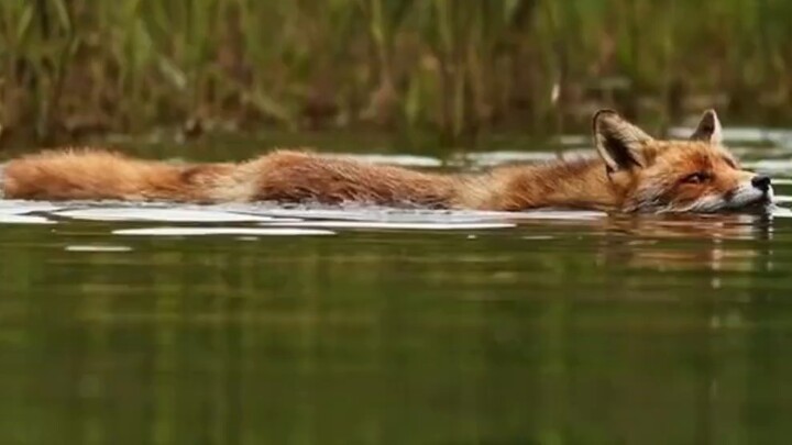 The real picture of fox swimming [fate Tamamo former cos]