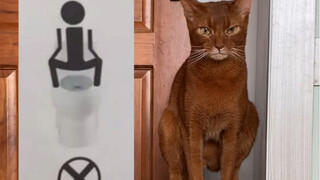 我是不是应该在他猫砂盆上也贴个提示？