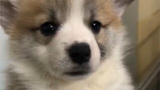 When I bought the dog, I thought she was the most honest, but later I found out she was just pretend