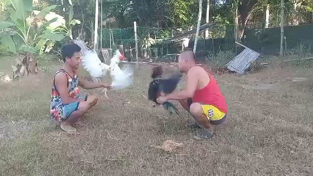 Black kelso Vs Michael white kelso F1 JML farms Bacolod line. 1st spar