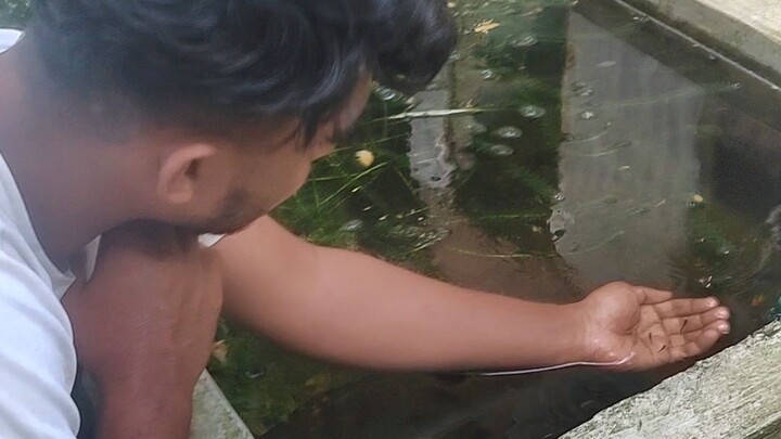 ছোট ছোট মাছ