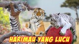 Menggemaskan!! Tingkah Lucu Harimau dan Singa Saat Bermain - Sekilas Mirip Kucing Oren
