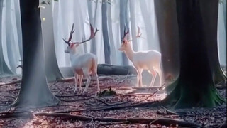 A foreign couple found an abandoned white deer while on an outing and kindly adopted it. Unexpectedl