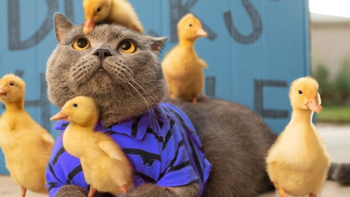Are you our mom? Come watch this heartwarming story of the cat and the little duckling~