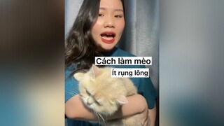 Ai sợ lông mèo dơ tayyyy mèo meohay meow cat mèocute longmeo cat