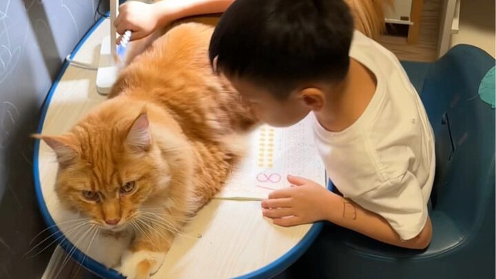 The cat doesn’t know what homework is; it just wants to be by your side.