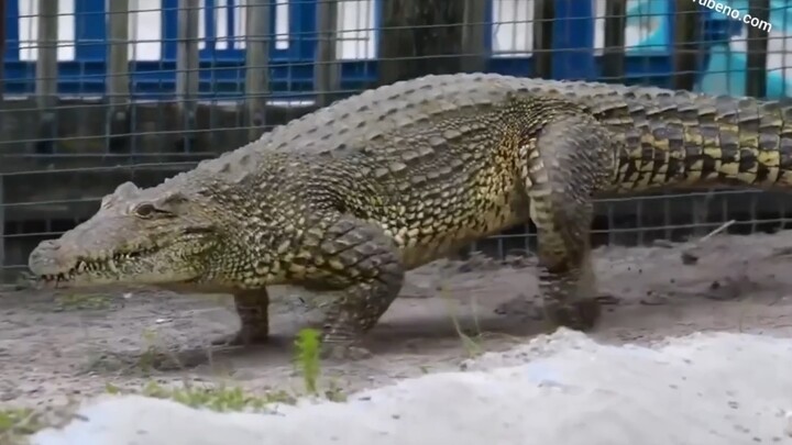 Little Crocodile Runs and Jumps for One Minute*