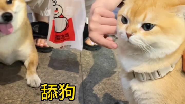 Kucing kecil itu sangat lihai