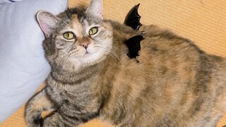 It's me, Cat Cat—I'm so evil!