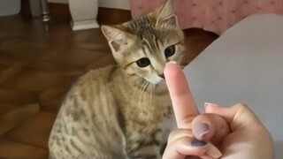 BEST CAT VIDEOS OF 2020 (CUTE AND FUNNY CATS)