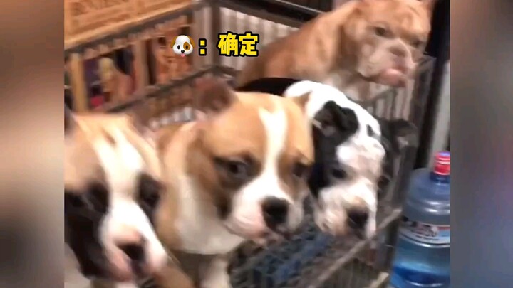 อสุจิของสัตว์