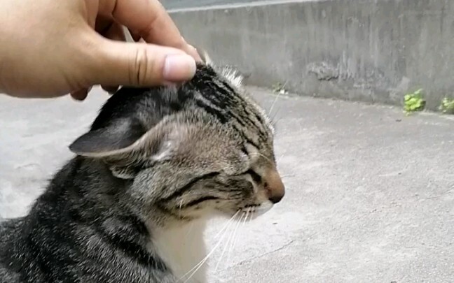 While petting the calico cat downstairs in the dorm building, he did something unbelievable.