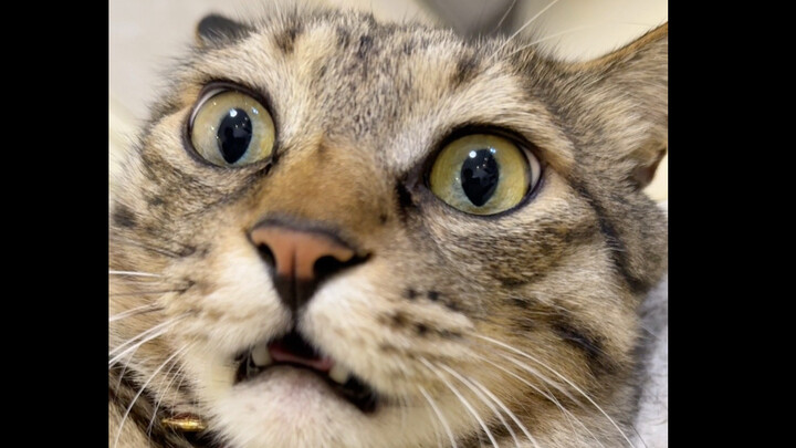 Kelas Bahasa Kucing: “Ngeuh, ngeuh” + Mengunyah Permen Karet