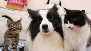 Cat has two faces