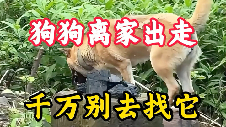 Chó cưng bỏ nhà đi, tuyệt đối đừng đi tìm nó!