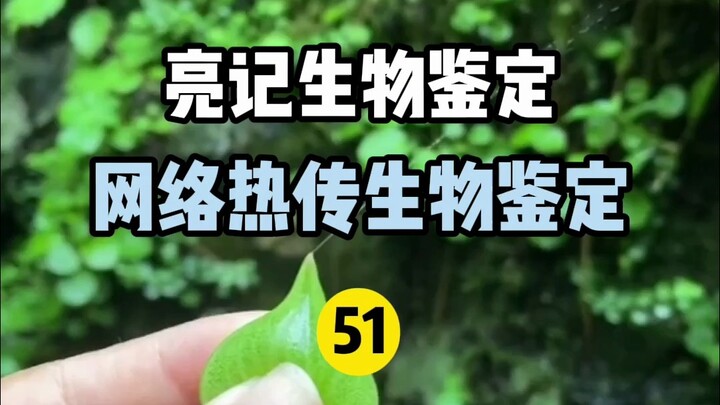 【Nhận dạng sinh học Liangji】Nhận dạng sinh học nóng hổi trên Internet 51