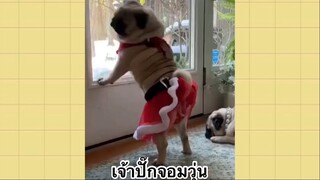 เพื่อนตัวน้อย สัตว์เลี้ยงแสนซน : เจ้าปั๊กจอมวุ่น