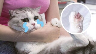 Kaki bintang pria berkepala besar itu terluka, dan pemiliknya patah hati! !
