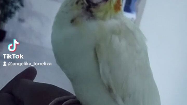 bird🥺❤️