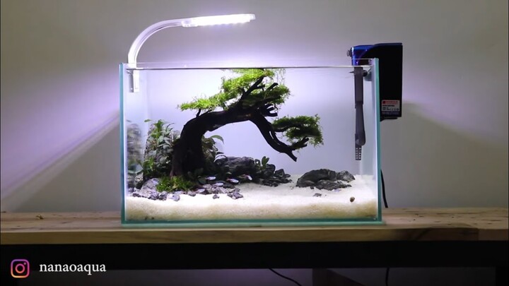 Mini Bonsai in Nano Aquascape
