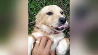 Cứ thấy Bông Bơ là tim đi ạ...cunyeucuadua yeucho yeuchomeo cún cúncon chó chómèo chócon chókhôn yeuchomeo chócute pet dog dogsoftiktok