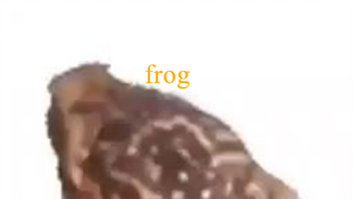 frog