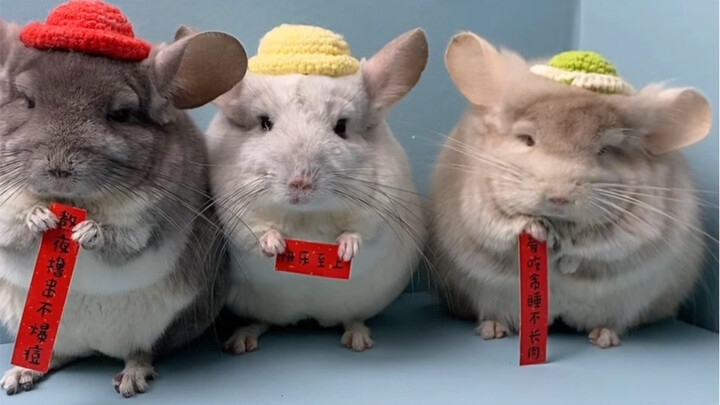 这是多少人的梦想呀！