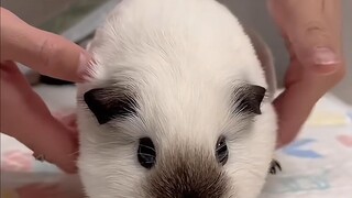 The pig that can send telegrams