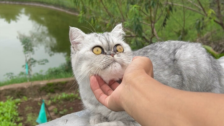 Tôi có được phép hôn mèo của mình không?
