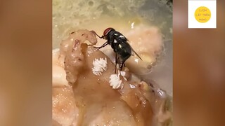 Ớn lạnh cảnh 'RUỒI ĐẺ TRỨNG' trực tiếp lên thức ăn, dân mạng phải ra tín hiệu 'ÉT Ô ÉT' #lifestyle