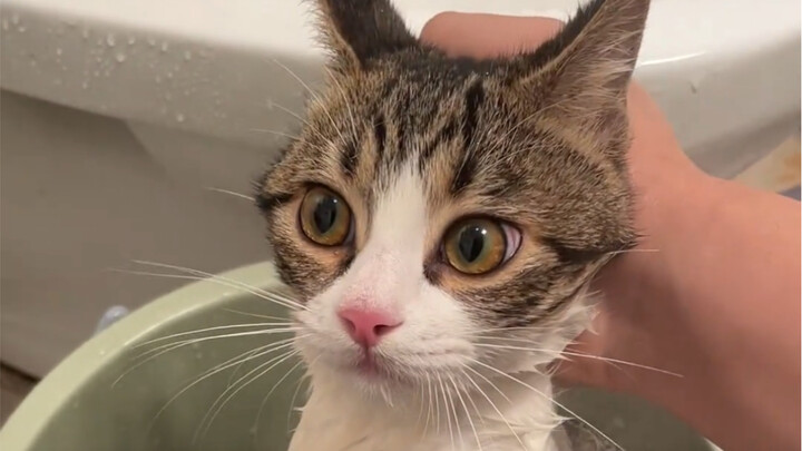 من قال إن القطط ضعيفة؟