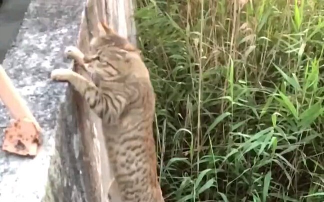 Young man, great kung fu!!