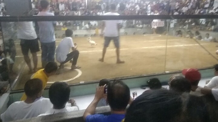 pang fastest na manok