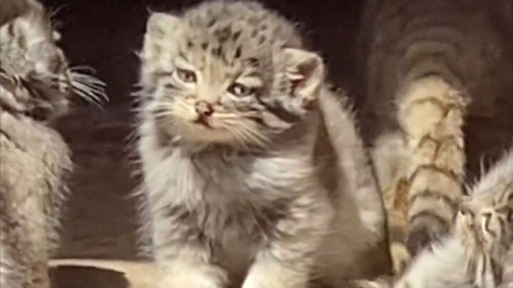 مين اللي بتسميه صغيري الصغير؟