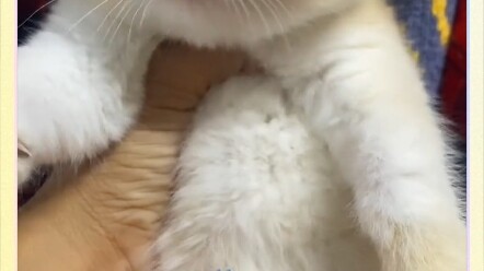 Bro, you’re really unique selling cats—can’t you at least bring a carrier?