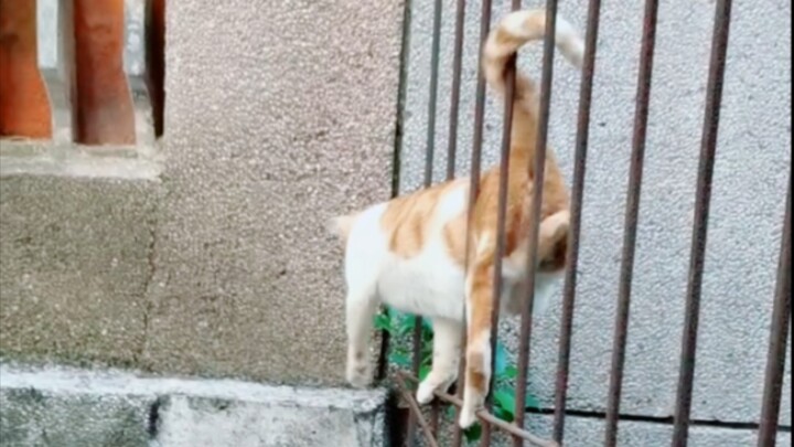 Is this freaking a snake?