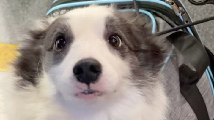 Congratulations to this brave pup on their first-ever flight!