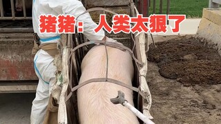 Zhu Zhu: Manusia itu kejam sekali!