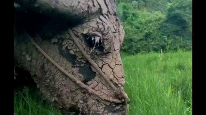 Anybody who dares to snatch the grass? I’ll go all out—water buffalo eating grass!