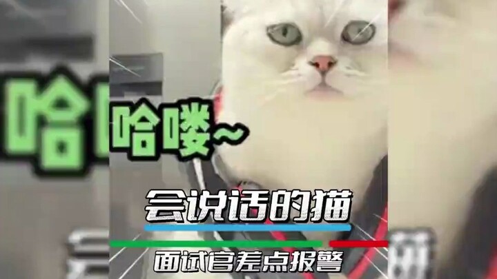 A Talking Cat: What’s It Like Being Called “Honey” During a Job Interview?