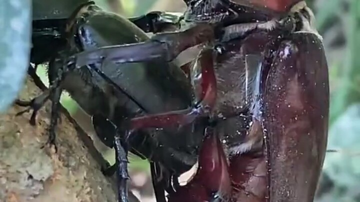 Kumbang tanduk panjang, serangga