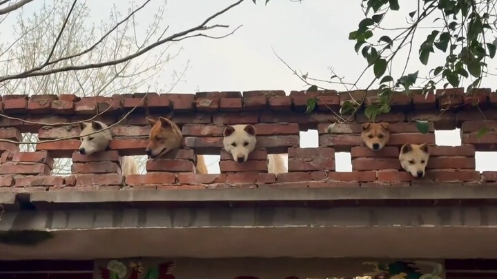ตู้วังวัง
