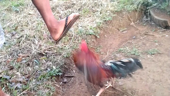 buhay sa farm