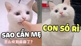 Con Gái Không Có Bạn Trai Thì Hãy Nuôi Một Bé Mèo Đực Nhé 😘 | Pets TV