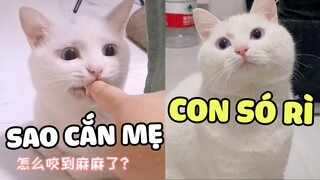 Con Gái Không Có Bạn Trai Thì Hãy Nuôi Một Bé Mèo Đực Nhé 😘 | Pets TV